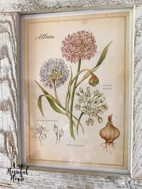 allium garlic flower bulb spring planting botanical frame