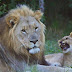 Poachers Get Eaten Alive By Six Lions on Sibuya Game Reserve
