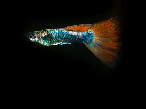 If being flashy attracts predators why are male guppies so colorful essay