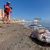 Miles de peces muertos en las playas del Mar Menor por culpa de los fertilizantes de la agricultura