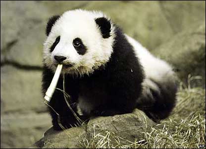 All Funny,Cute,Cool and Amazing Animals: Funny Panda Images and ...