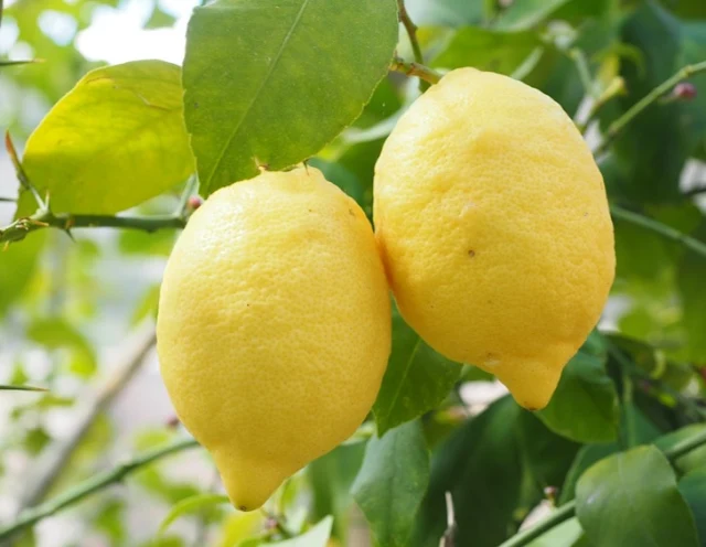 Most citrus groves in Egypt are located the North of the African country.