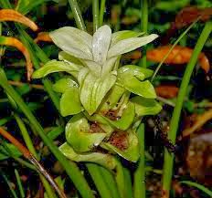 Bilwa or Bilva Root Bilwa or Bilva Root
