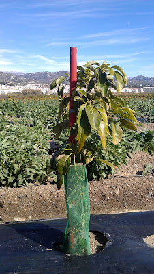 Olivos, almendros, pistachos, aguacates