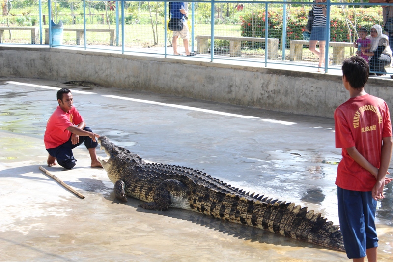 Cerita Yna: Tuaran Crocodile Farm - Best
