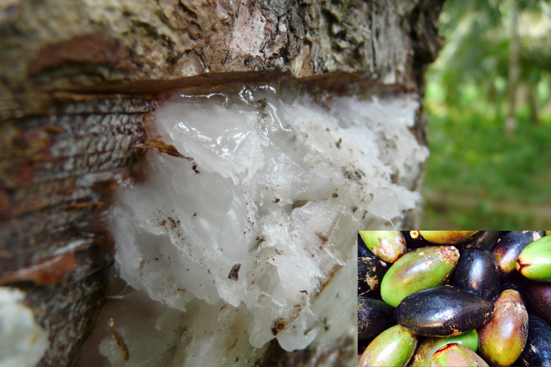 Elemy элеми. аромамасла botanika. элеми. оливковое дерево лапердина. элеми смола.