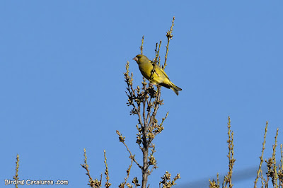 Verdum (Chloris chloris)