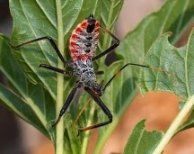 Hewan Ini Sangat Berbahaya Gan Jangan Coba Dekati Kaskus