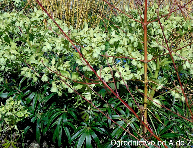 Ciemiernik cuchnący Helleborus foetidus