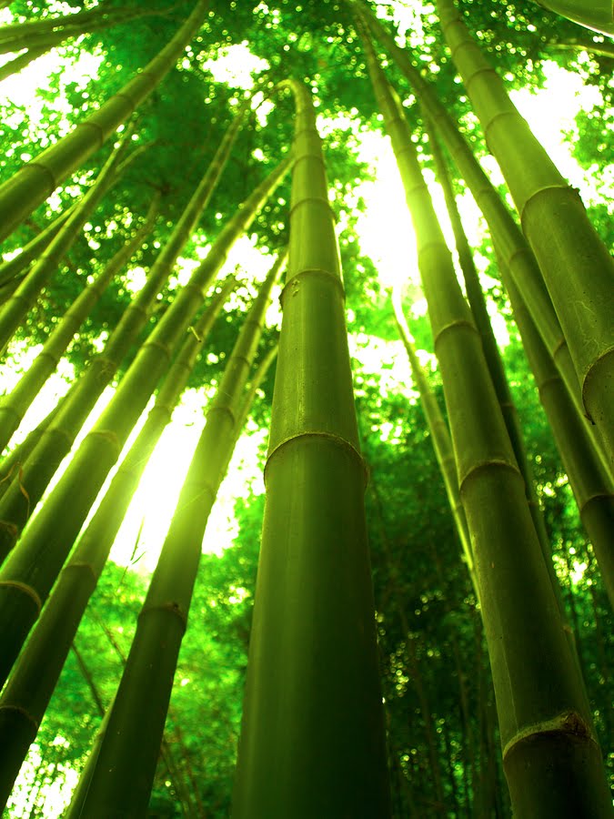 bamboo tree chinese biomass energy trees plants story miracle investment flooring leaves vs forest renewable answer truth farming organic special