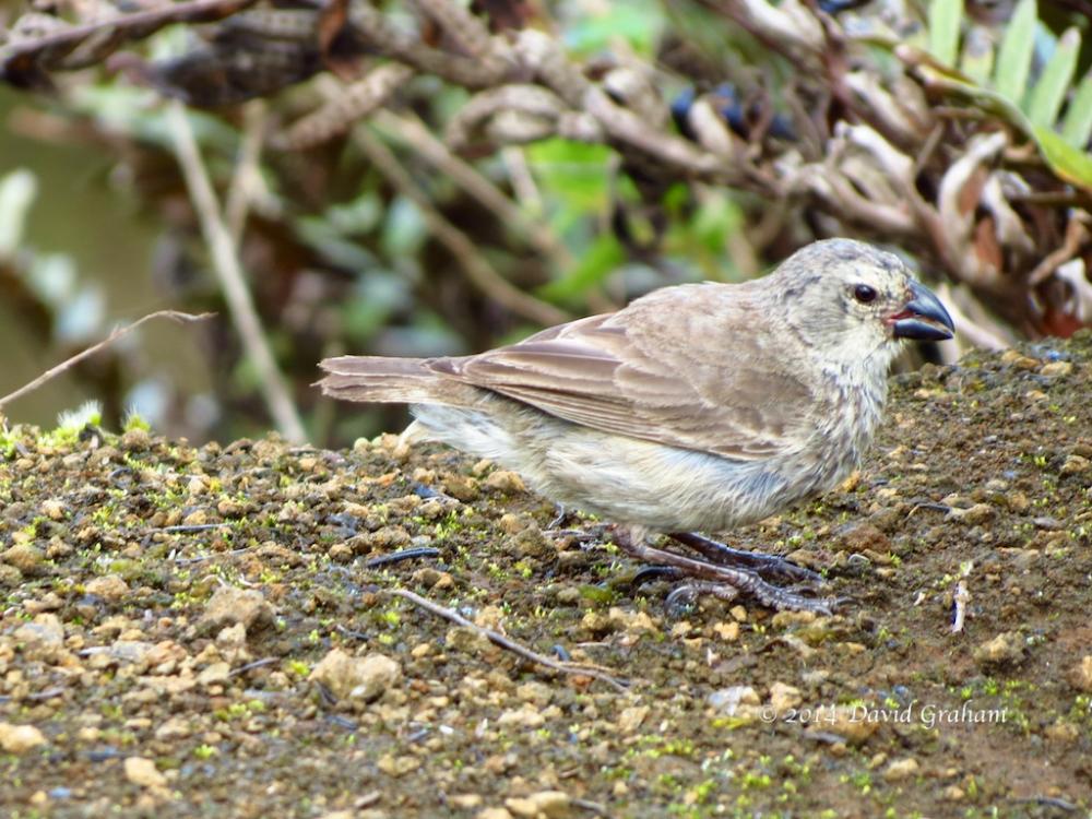 Laberinto en extinción Pinzón pobre de Darwin (Geospiza pauper)