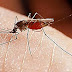 Πόσα κουνούπια χρειάζονται για να πιουν όλο το αίμα ενός ανθρώπου???