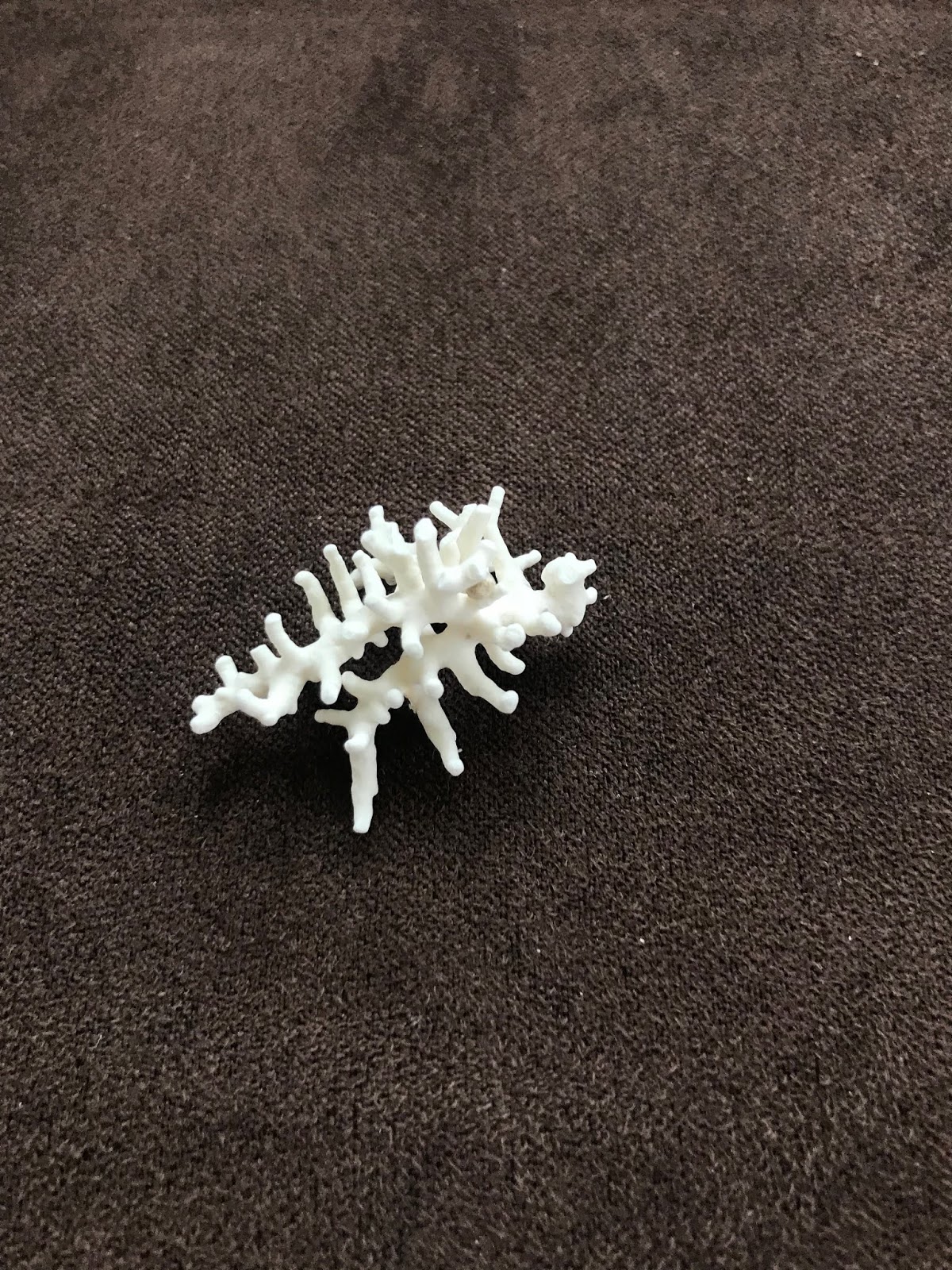 Palmers in Tonga: Seashells