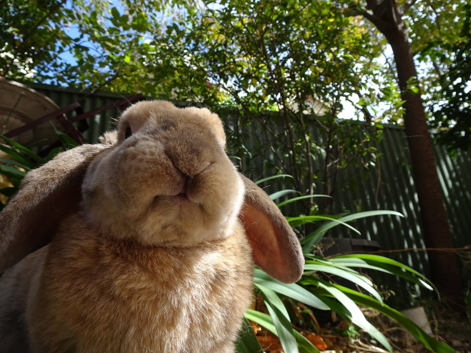 Favourite Pictures Of Rabbit Nibbles Oria