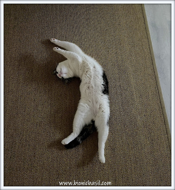 tabby cat, cat stretching, melvyn, cute cat, funny cat stretching, cat relaxing