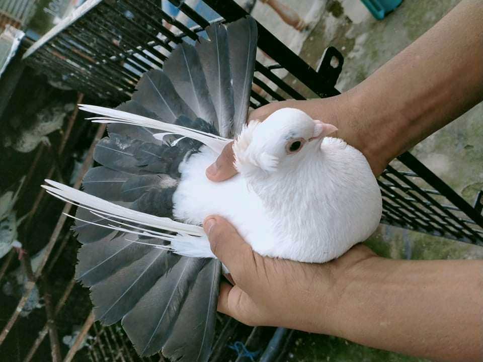 কিভাবে নর ও মাদি কবুতর চিনবেন? || How to recognize male and female pigeons?