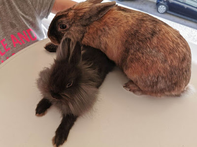 δύο κατοικίδια κουνέλια πάνω σε ένα τραπέζι