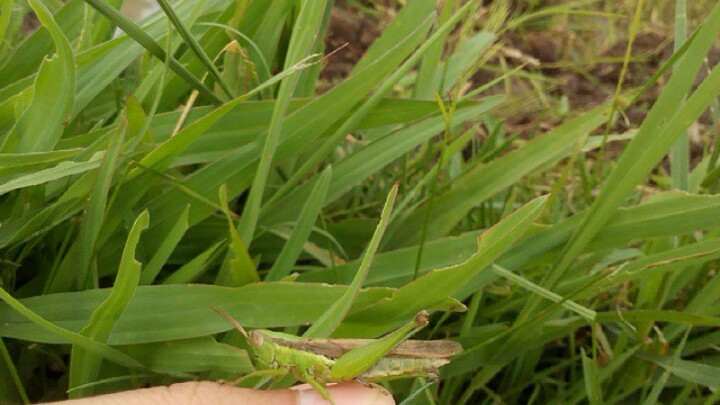 Racikan Umpan Mancing Belut Paling Jitu Hobi Mancing