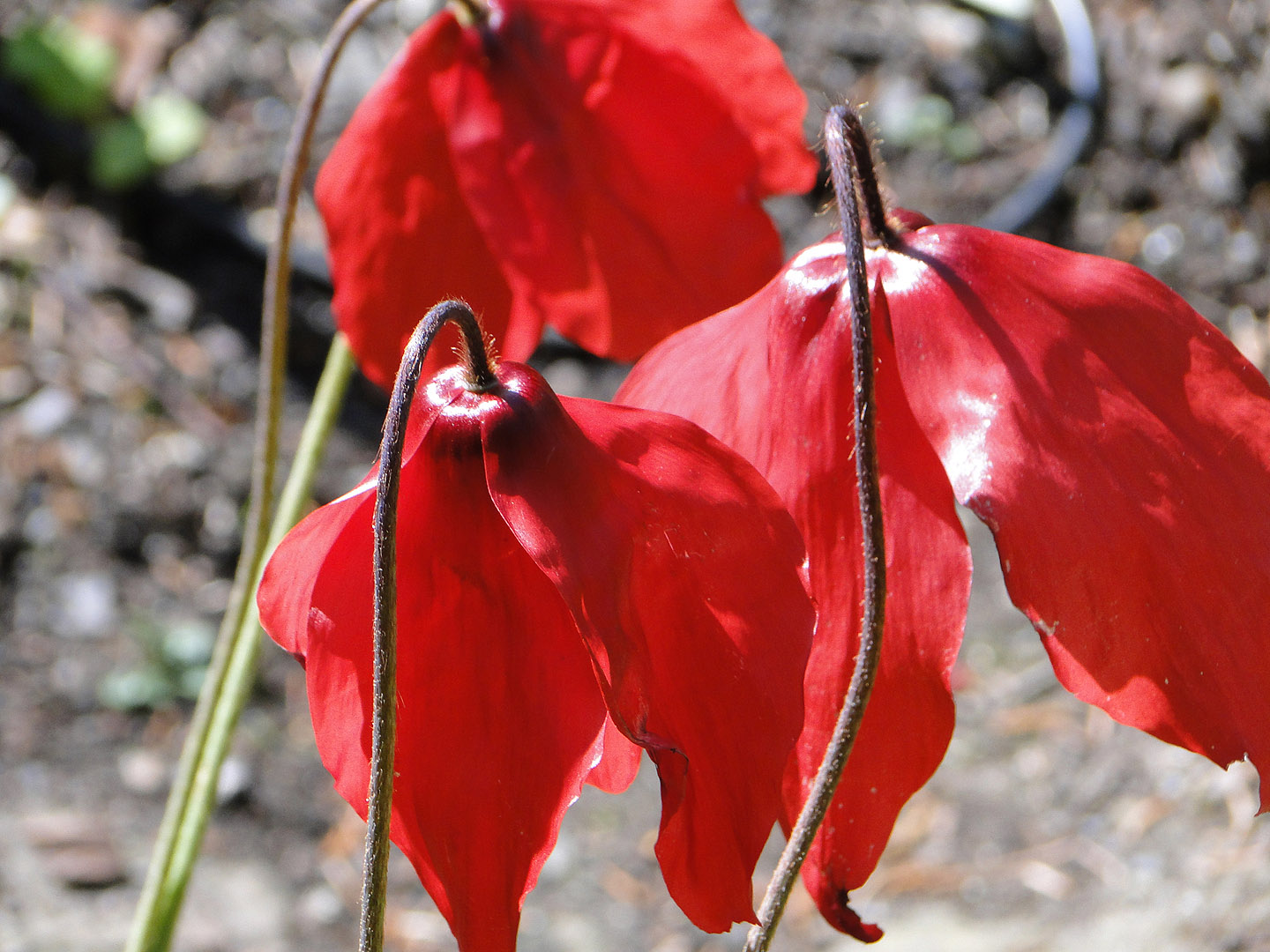 Meconopsis World A Visual Reference Red / Mauve Drooping Flowers