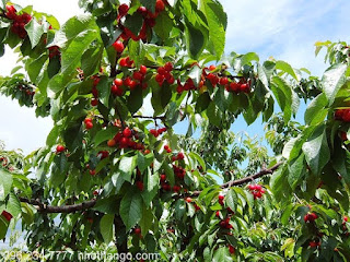 Chuyên cung cấp cây cherry giá tốt - Nhà vườn Khánh Võ Cay_cherry-1%25281%2529