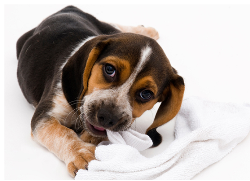 Your Dog Ate A Sock Is It Dangerous What To Photo Inspiration
