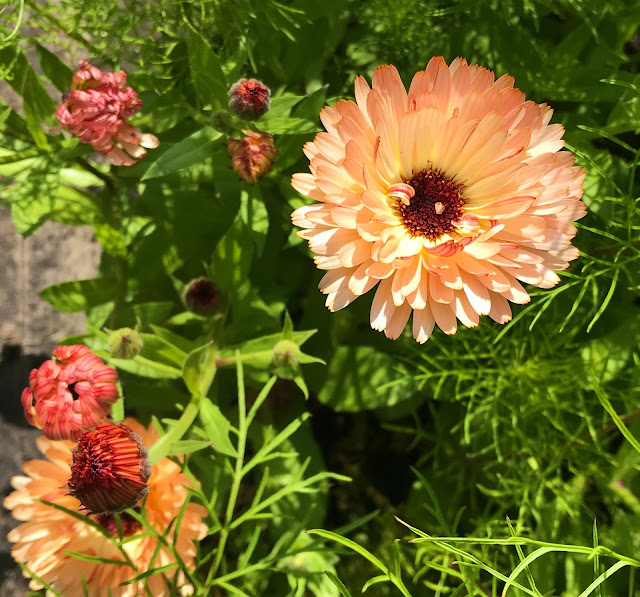 Growing Sunset Buff Cut Flowers UK