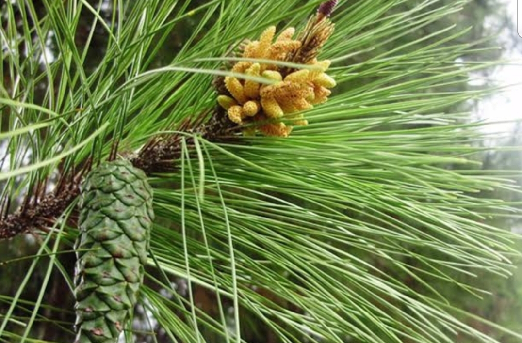 Bunga Pinus 
