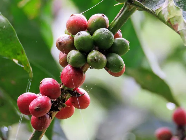 Coffee plant in Uganda's Bigodi Swamp