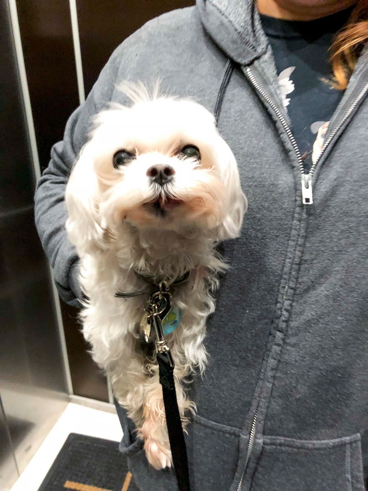 Florida Dog Walkers and Pet Sitters Miami Doggie Daycare & Boarding