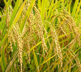 धान से संबंधित महत्वपूर्ण तथ्य-Rice Important Facts-One Liner
