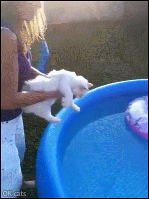 Amazing Cat GIF • Floating cat in his small swimming pool. Funny cool and clever. He really loves water Amazing Cat GIF • Floating cat in his small swimming pool. Funny cool and clever. He really loves water