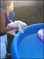 Amazing Cat GIF • Floating cat in his small swimming pool. Funny cool and clever. He really loves water