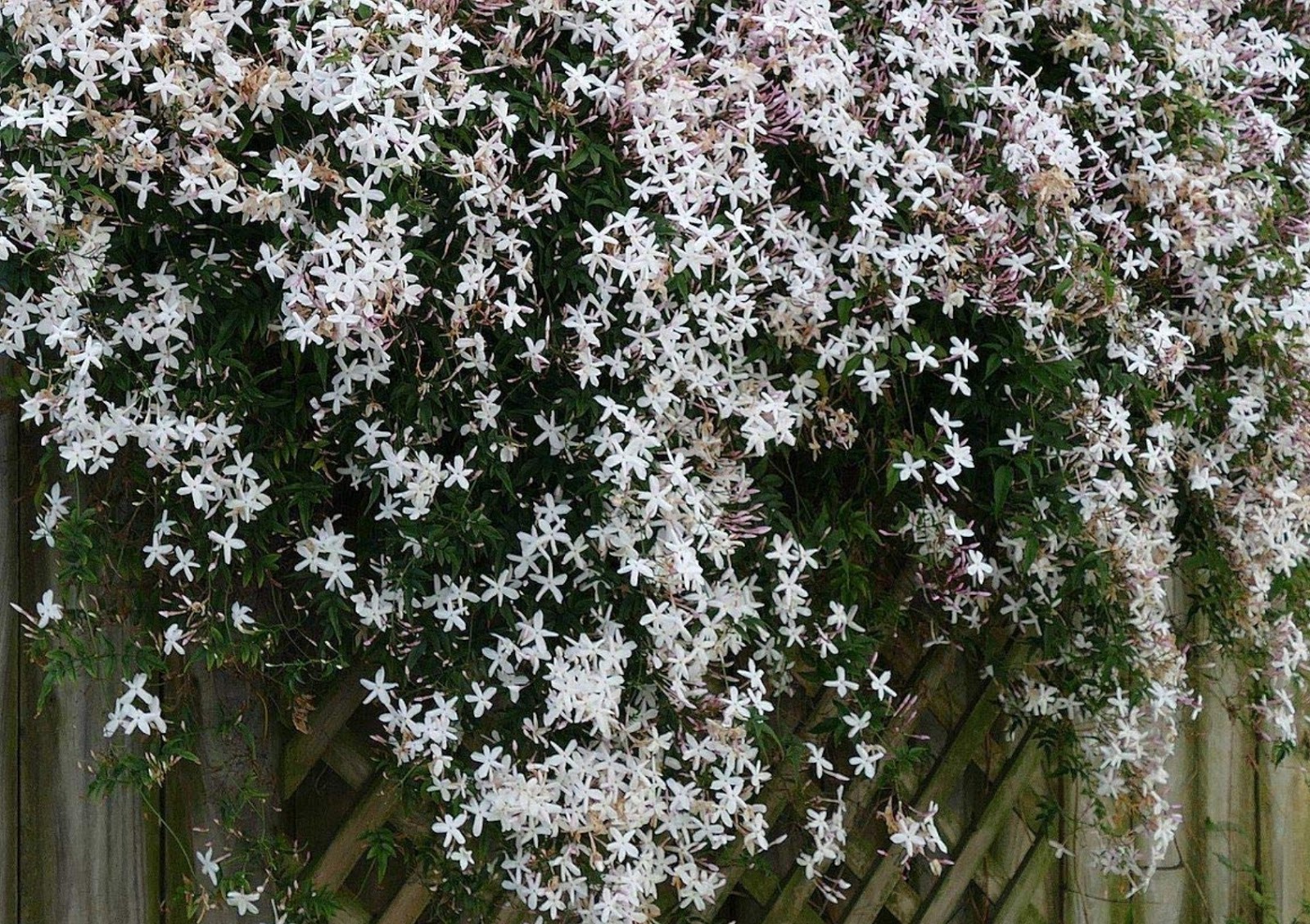 komfrey atau symphytum officinale l. adalah komfrey atau symphytum officinale l. adalah