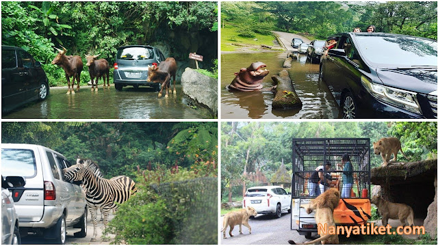 Harga Tiket Masuk Taman Safari Bogor Terbaru 2020 Nanya Tiket Wisata