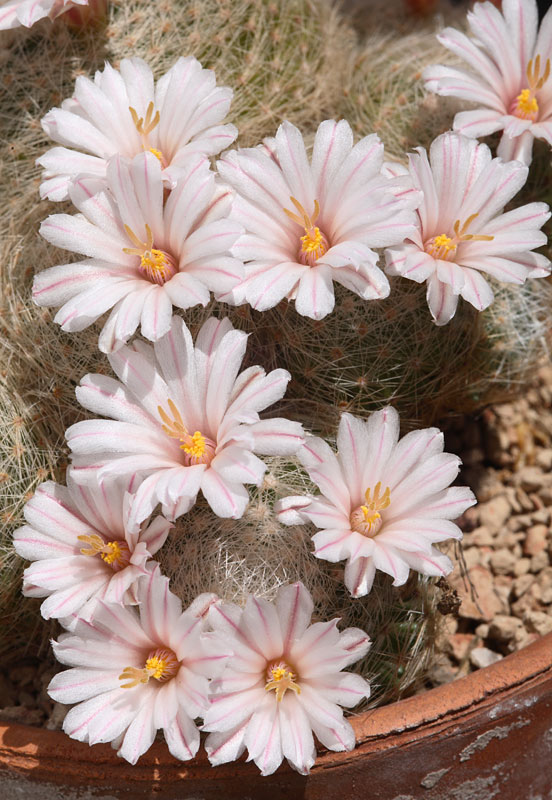 Cactus world beauty: Mammillaria lenta