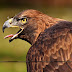 260+ Bird Images | Bird Wallpaper HD Free Download - 1