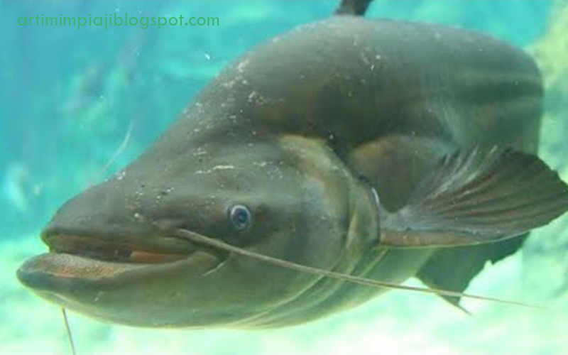 Mimpi Ikan Keli Besar