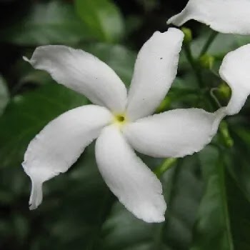 फुलांची नावे, Flowers Name In Marathi जाई, Common Jasmine Flowers Name In Marathi