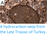 https://sciencythoughts.blogspot.com/2017/08/a-hydrocarbon-seep-from-late-triassic.html