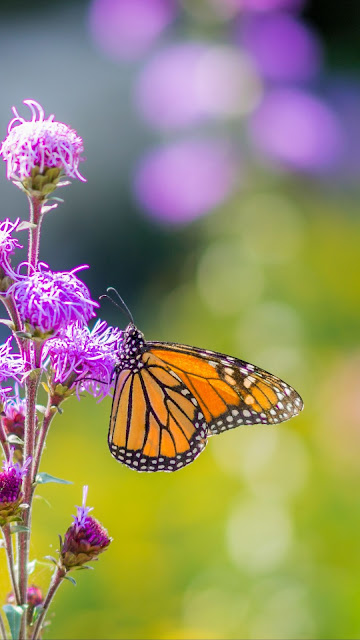 Wallpaper Spring Butterfly magical nature