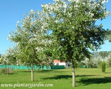 Talla en Madera: abril 2014