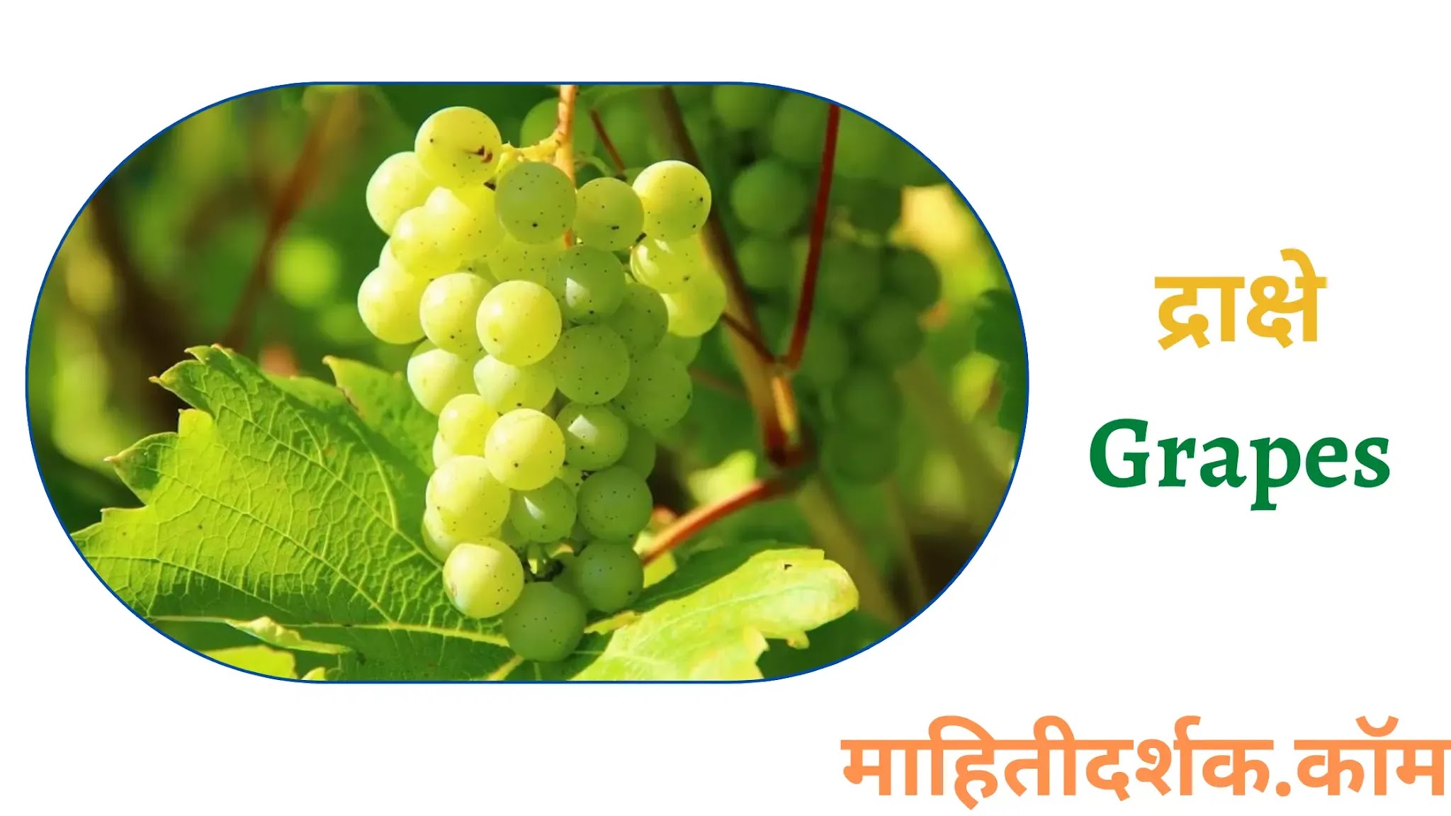 Fruit Name in Marathi