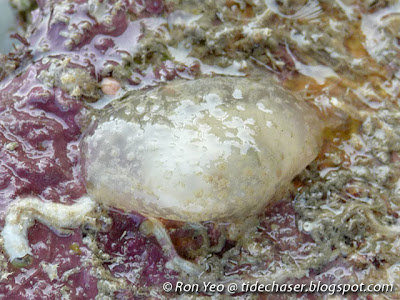 Galeommatid clam