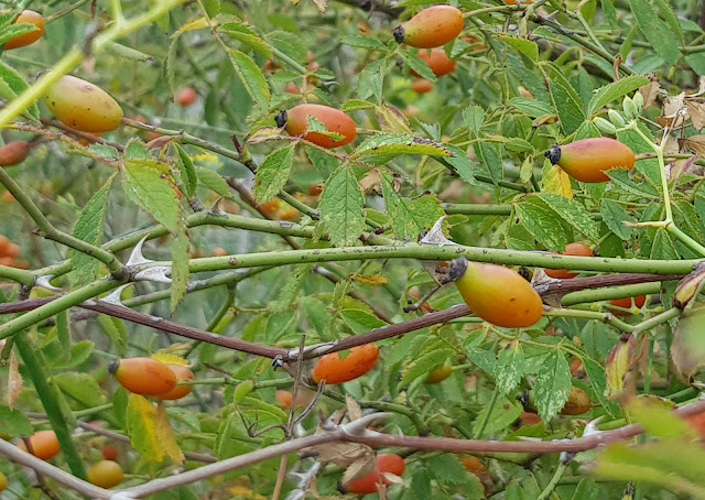 Escaramujo - Rosal silvestre