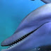 Dolphins get high by chewing on pufferfish and passing them around