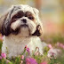 25 Foods Your Shih Tzus Should Never Eat