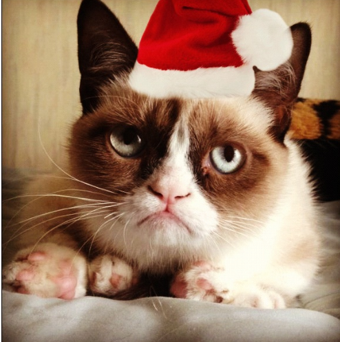 12 Cute Santa Cats That Will Make You Smile | Super Meow Meow