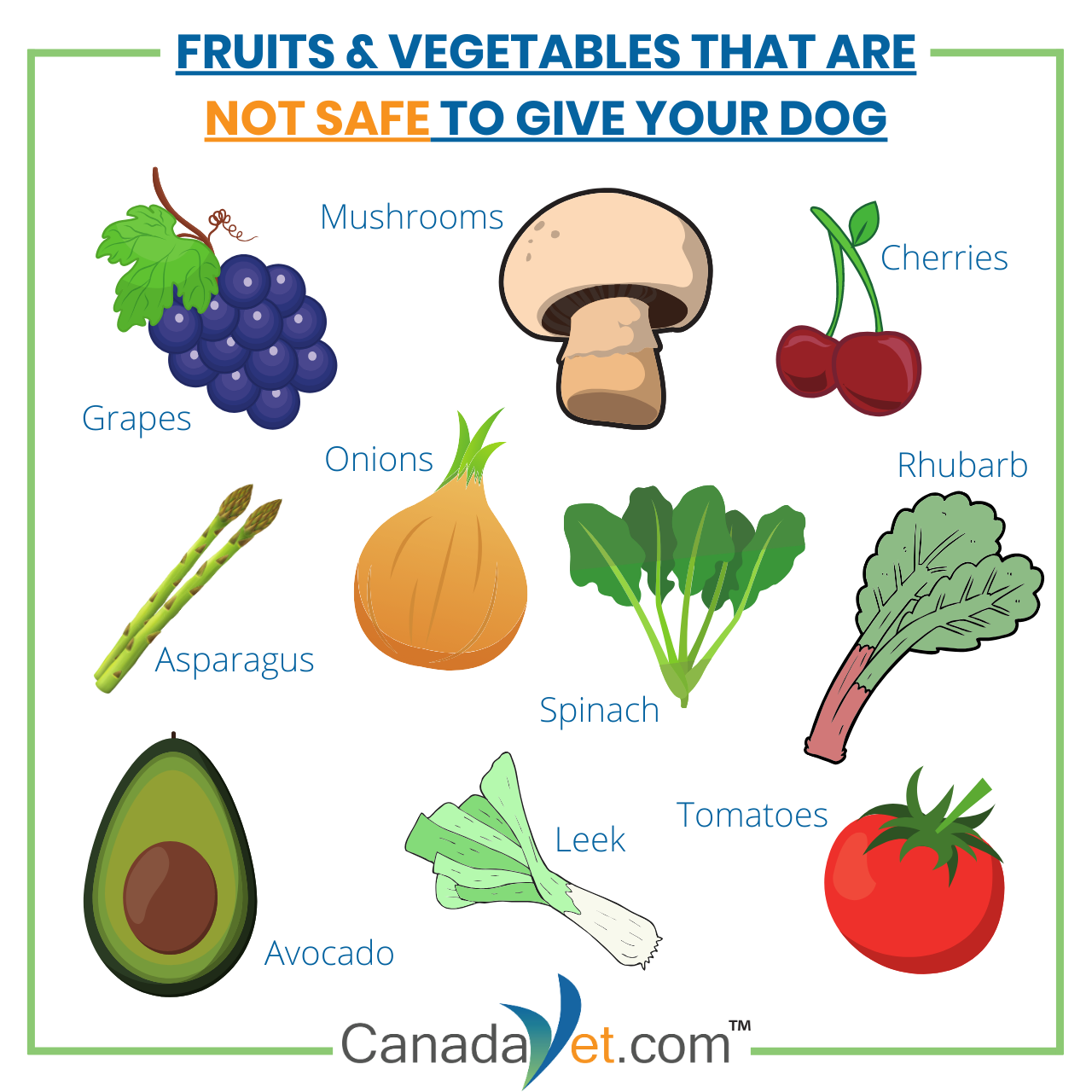 Fruits and Vegetables Your Dog Can Safely Eat CanadaVet Pet Supplies