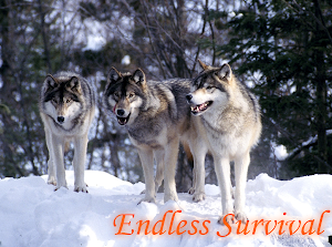 Endless Survival | The Original Series