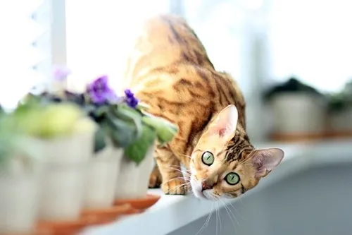قط البنغال اغلي انواع القطط المنزلية في العالم